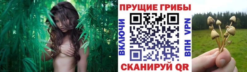 Псилоцибиновые грибы MAGIC MUSHROOMS  Глазов 